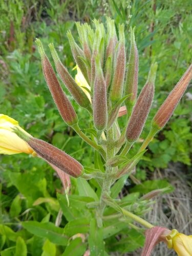 Oenothera glazioviana (Large-Flower Evening Primrose) — photo