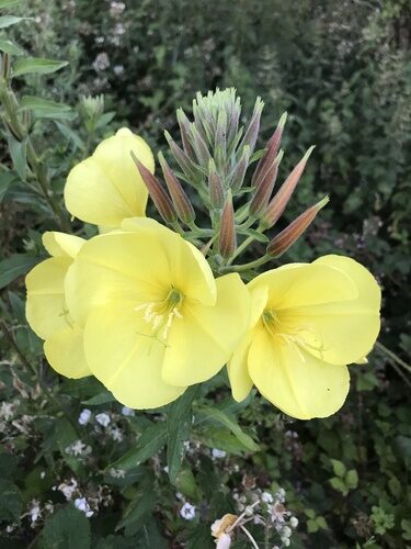 Oenothera glazioviana
