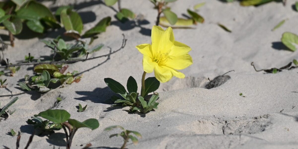 Oenothera lamarckiana — photo