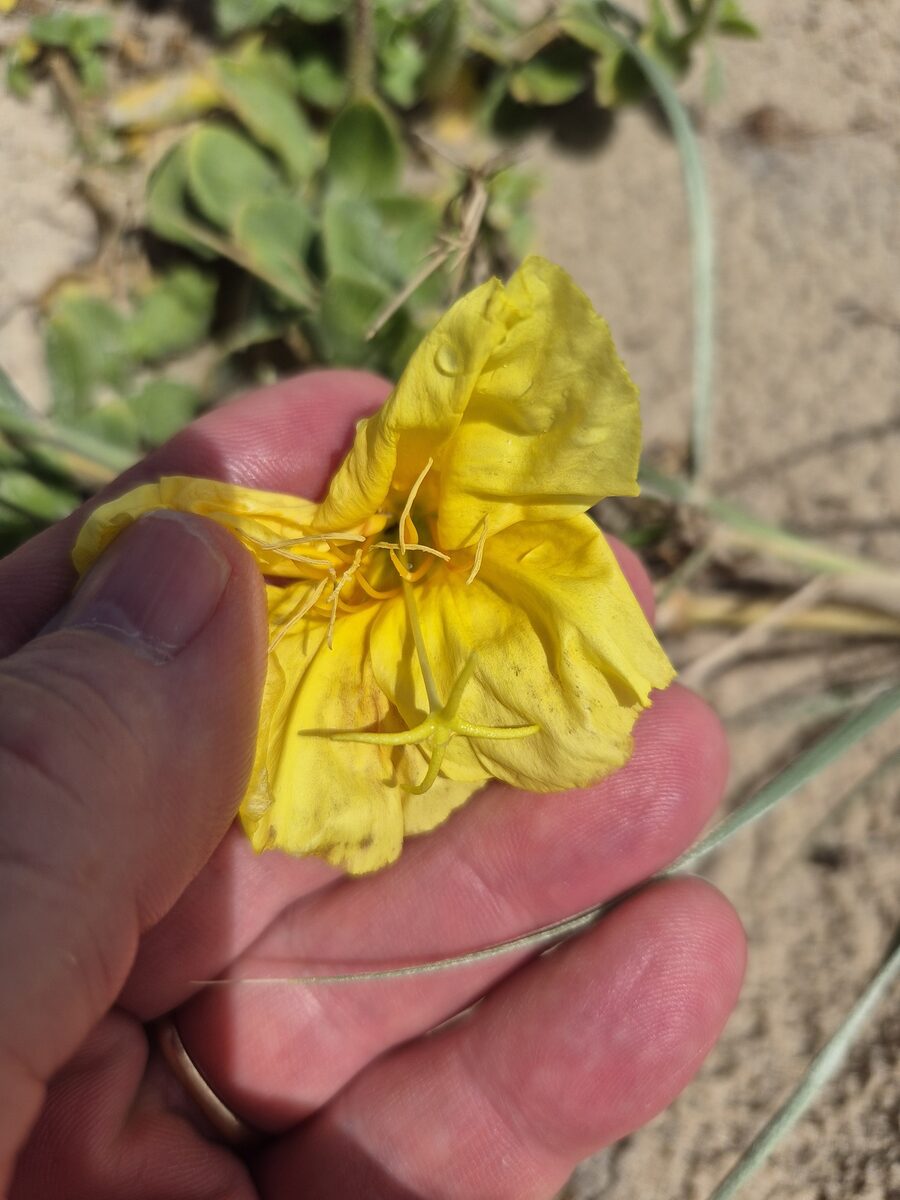 Oenothera lamarckiana — photo