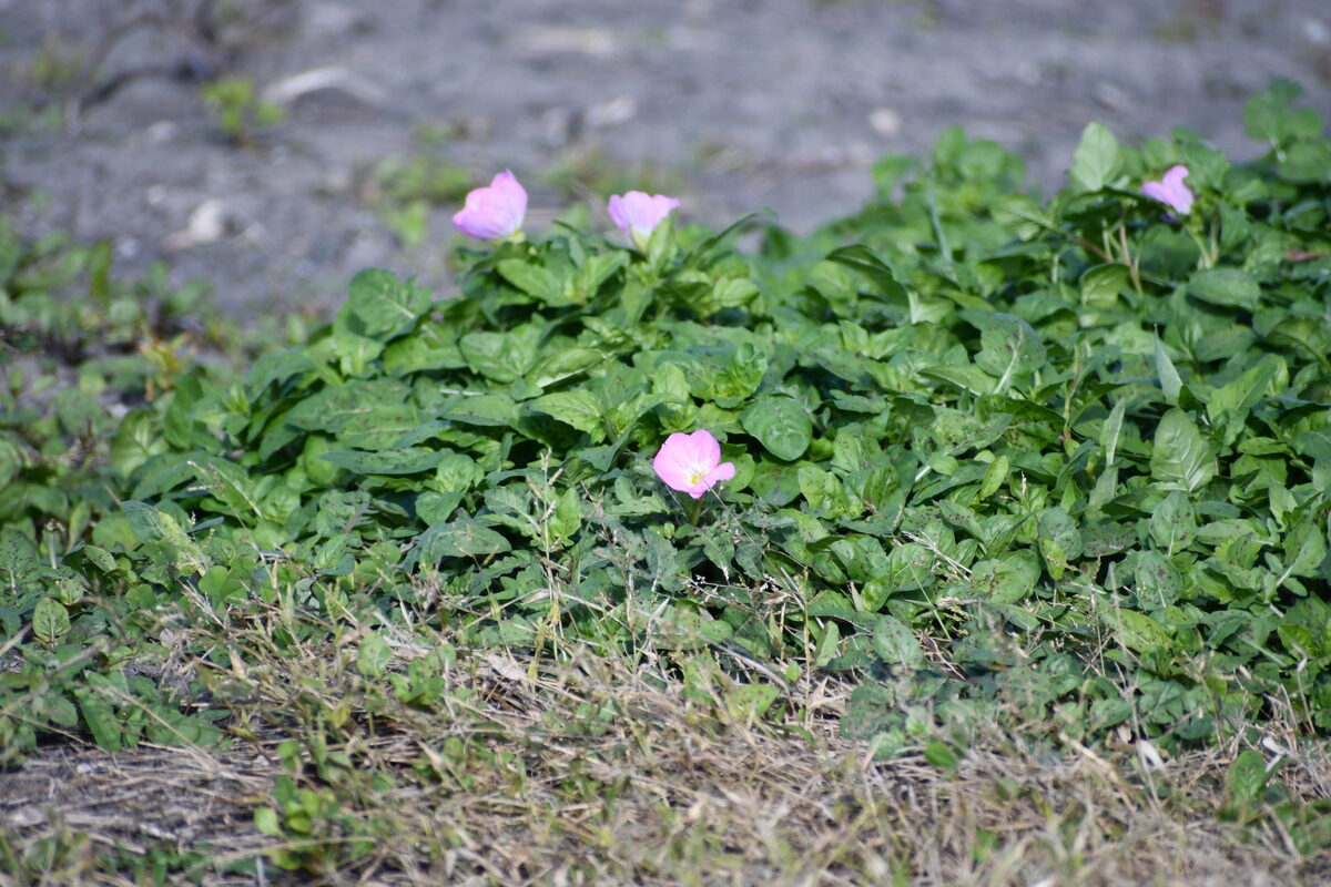 Oenothera lamarckiana