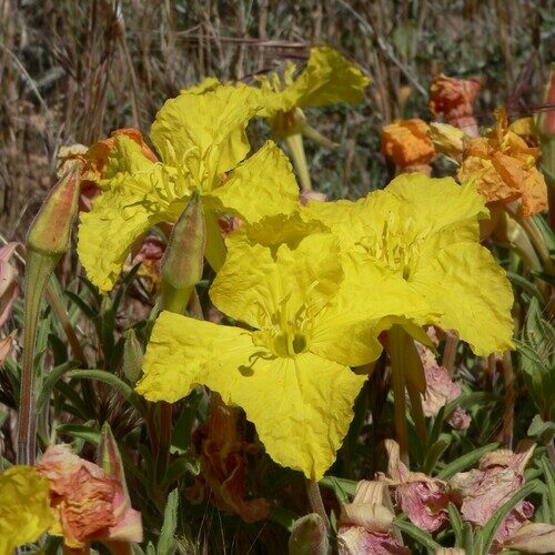 Oenothera lavandulifolia (Lavender Sundrops) — photo