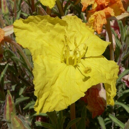 Oenothera lavandulifolia (Lavender Sundrops) — photo