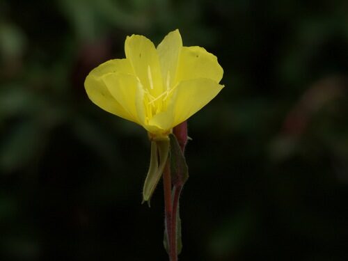 Oenothera odorata