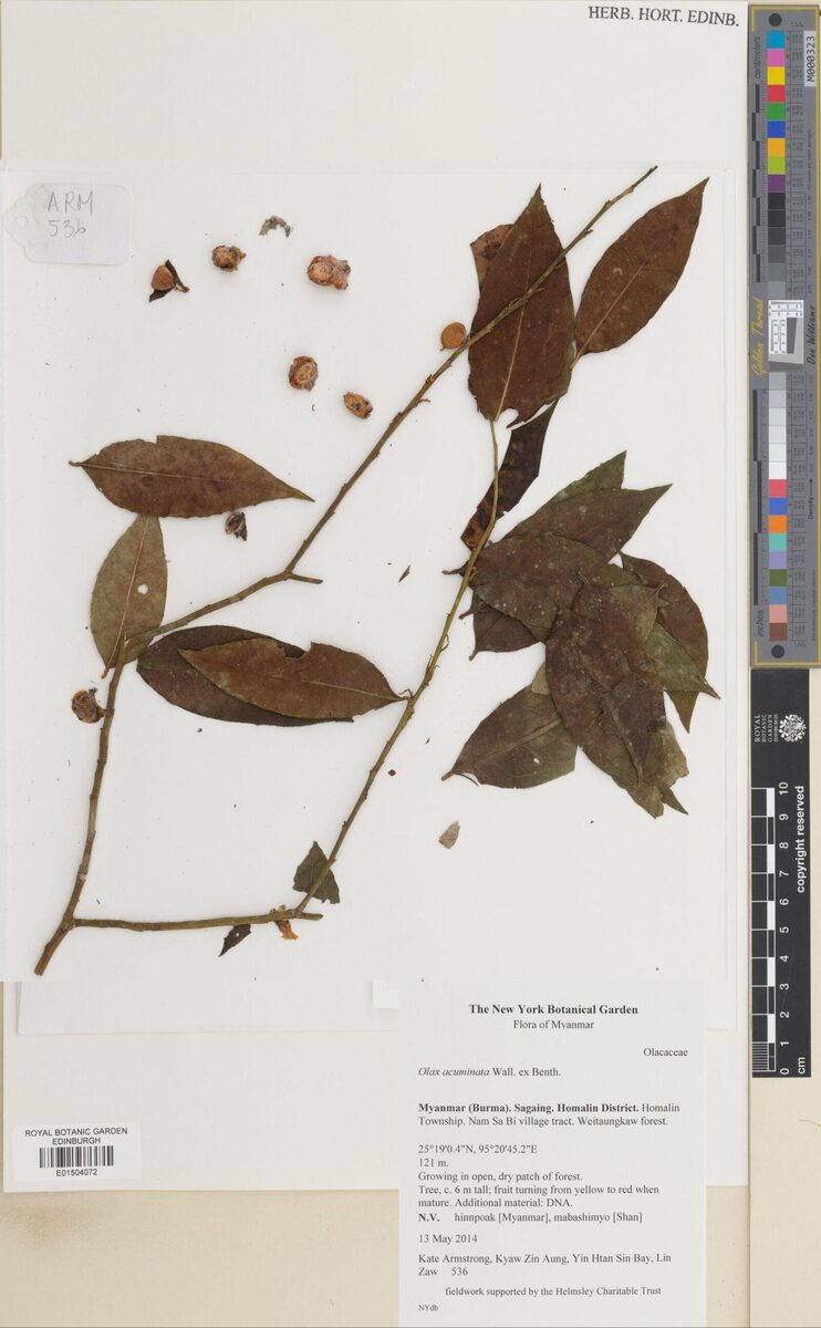 Olax acuminata
