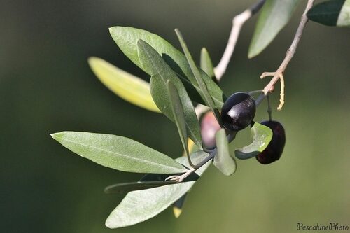 Olea europaea (Olive) — photo
