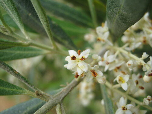 Olea europaea (Olive) — photo