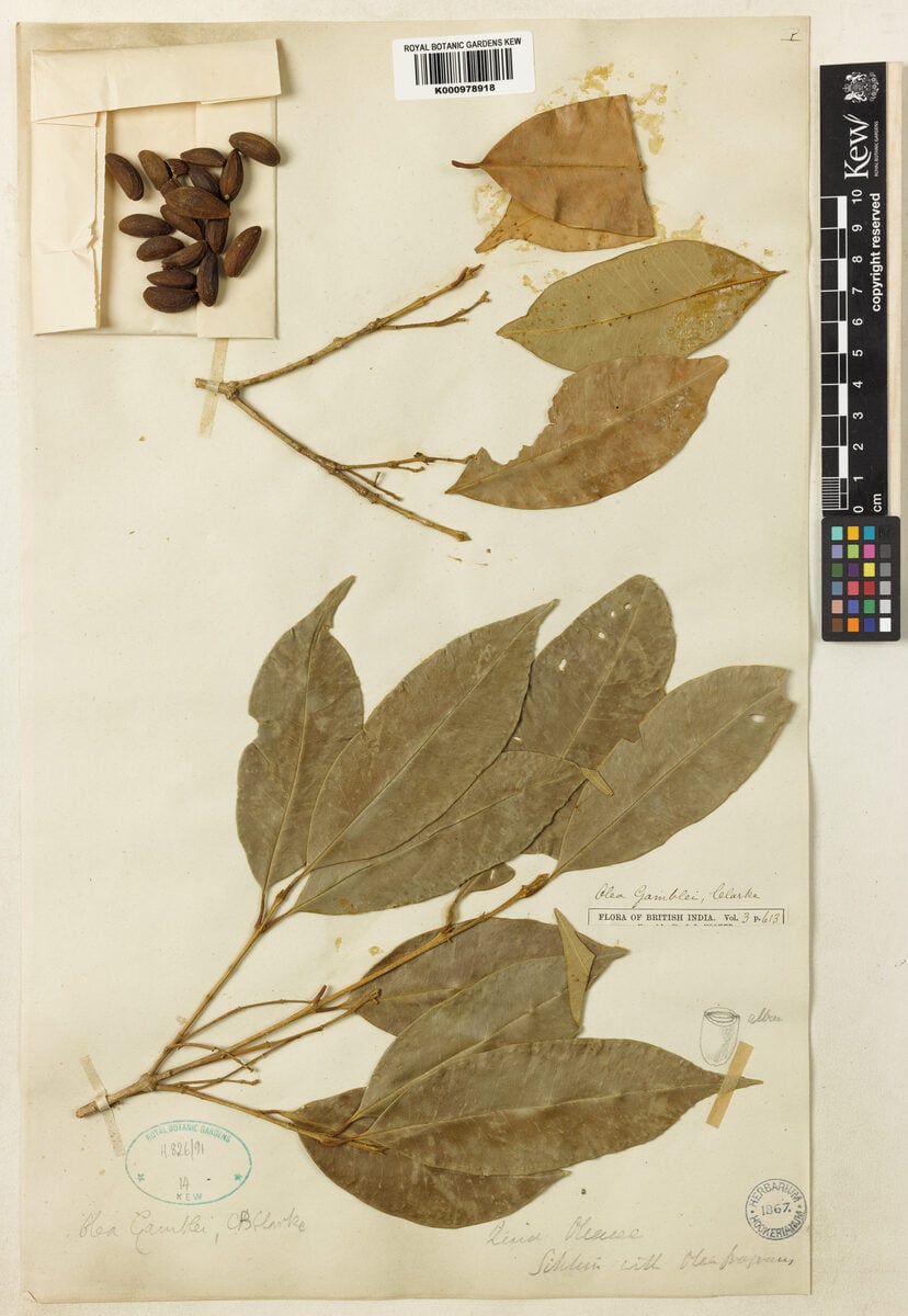 Olea gamblei — photo