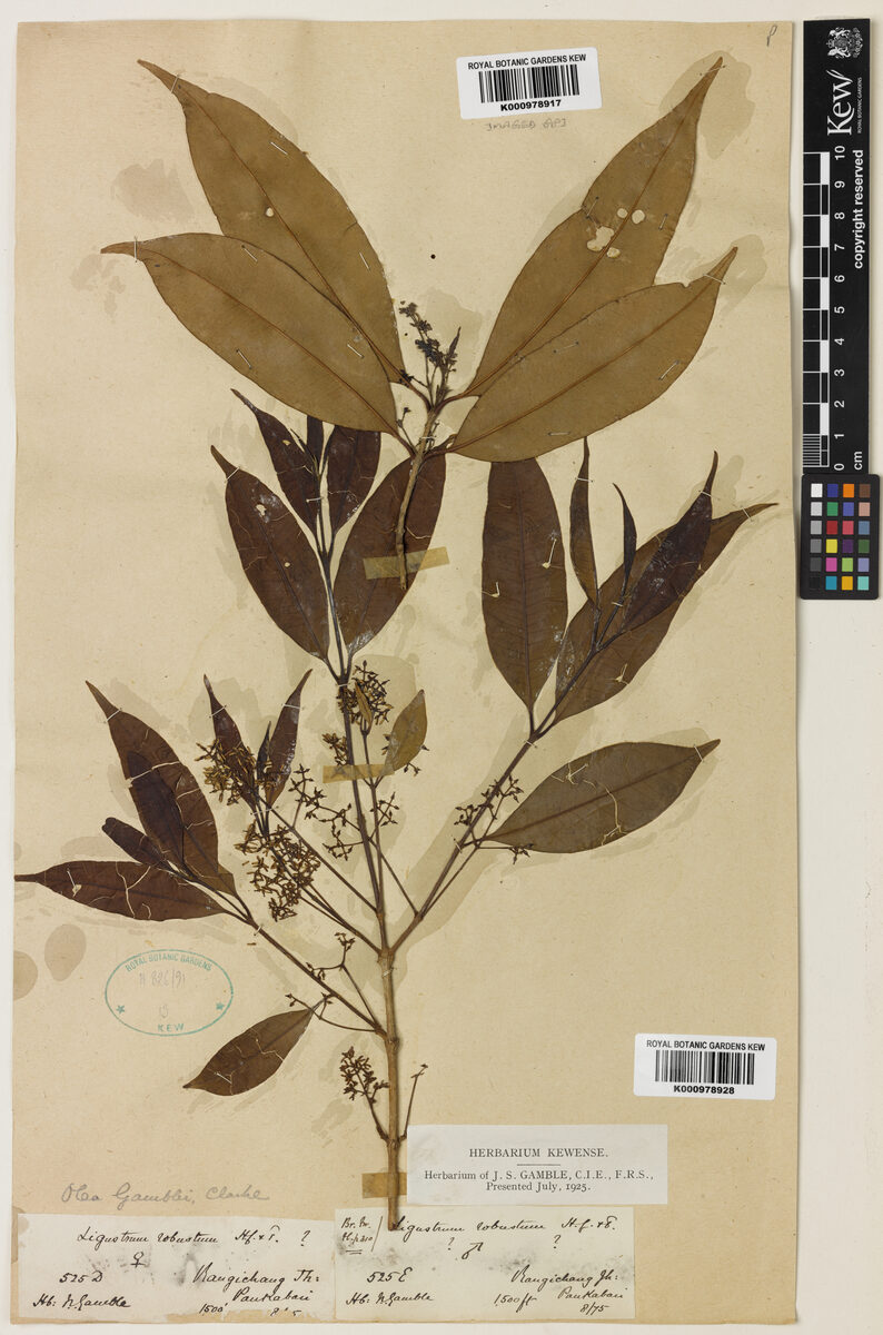 Olea gamblei
