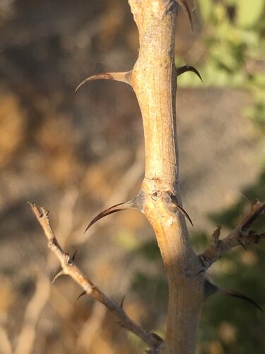 Olneya tesota (Desert ironwood) — photo