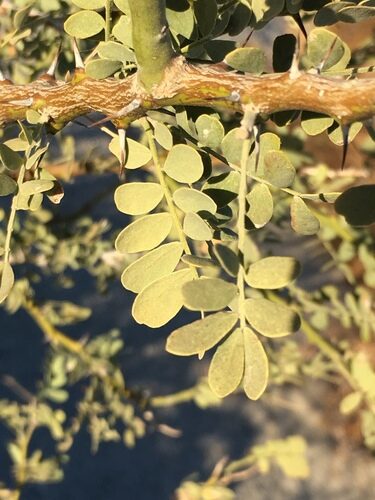 Olneya tesota (Desert ironwood) — photo