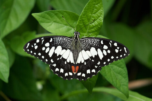 Omphalocarpum pachysteloides (Butter-lime) — photo