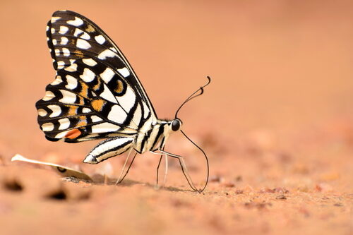 Omphalocarpum pachysteloides (Butter-lime) — photo