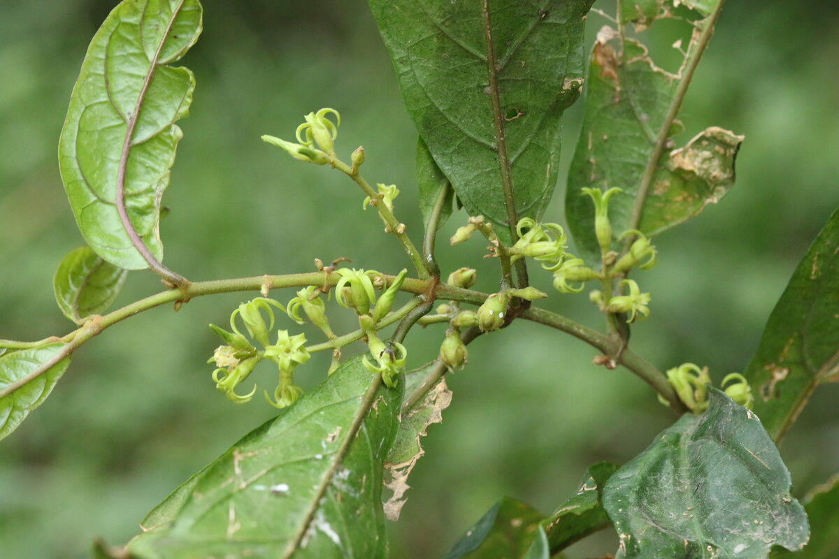Oncinotis sp. — photo