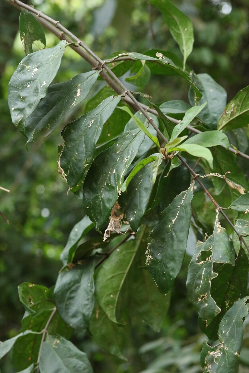 Oncinotis sp. — photo