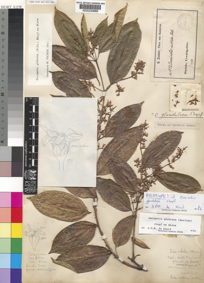 Oncinotis sp.