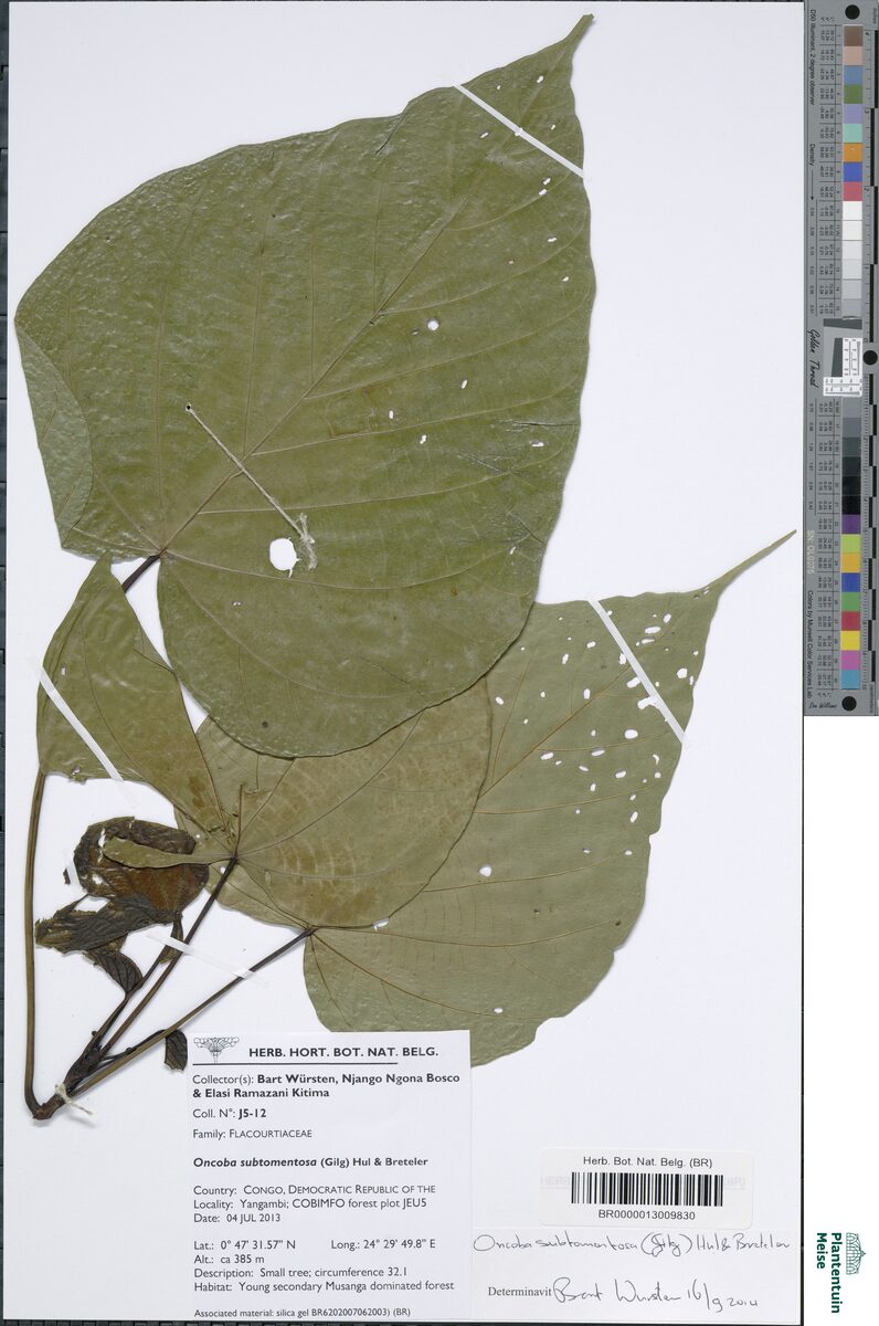 Oncoba subtomentosa