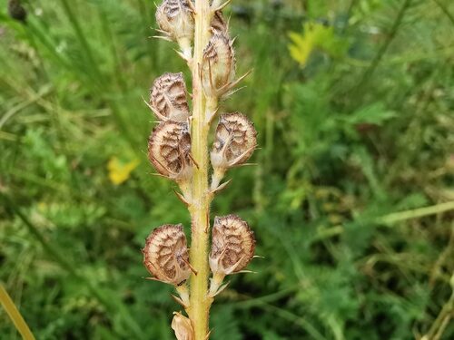 Onobrychis viciifolia (Sainfoin) — photo