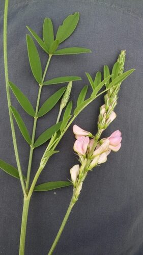 Onobrychis viciifolia (Sainfoin) — photo