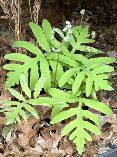 Onoclea sensibilis (Sensitive Fern) — photo