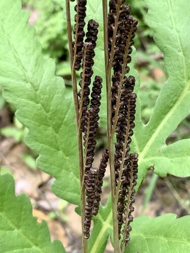 Onoclea sensibilis (Sensitive Fern) — photo