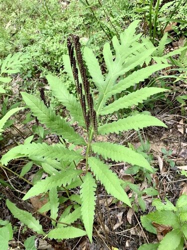 Onocleaceae