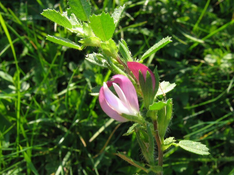 Ononis repens (Rest Harrow) — photo