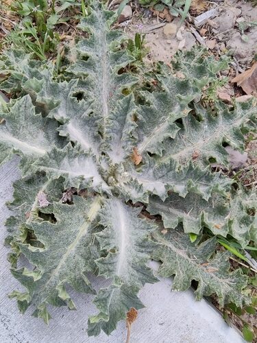 Onopordum acanthium (Scotch Thistle) — photo