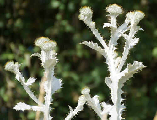 Onopordum acanthium (Scotch Thistle) — photo