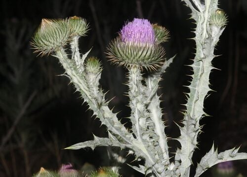 Onopordum acanthium