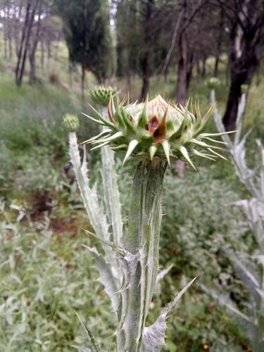 Onopordum macracanthum (Cotton thistle) — photo