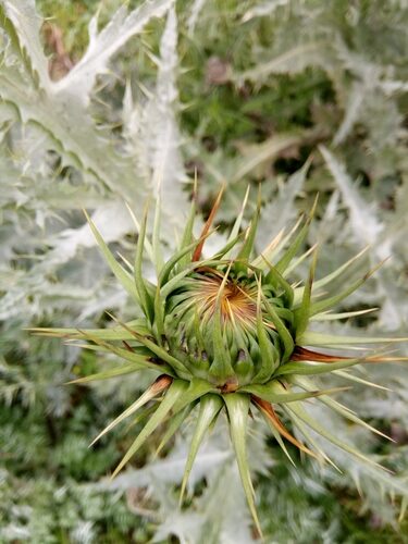 Onopordum macracanthum (Cotton thistle) — photo
