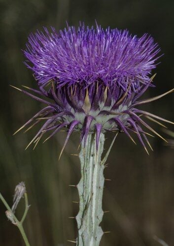 Onopordum macracanthum