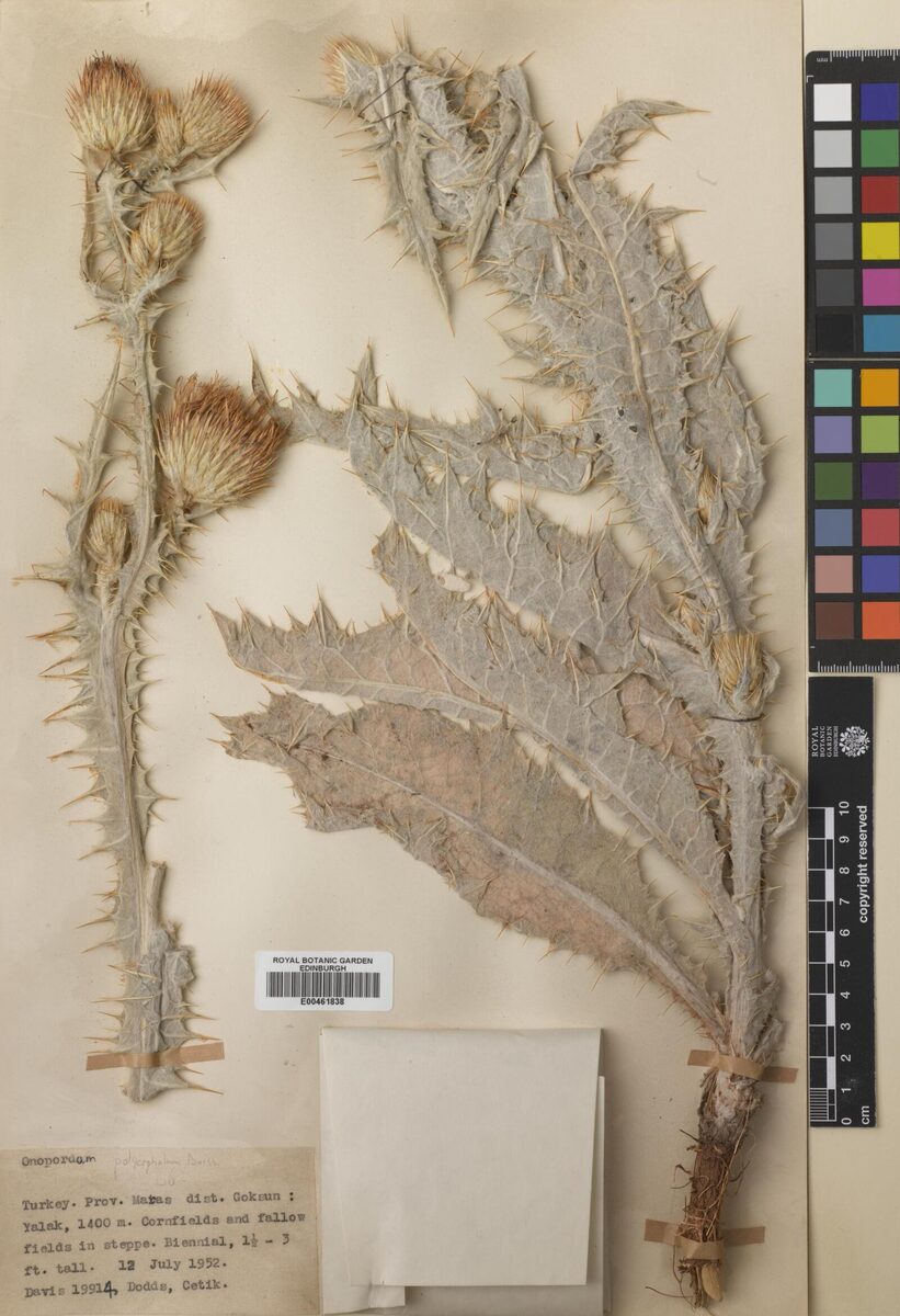Onopordum polycephalum — photo