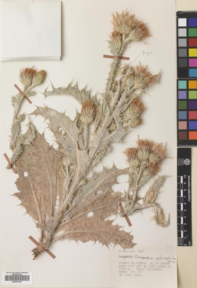 Onopordum polycephalum