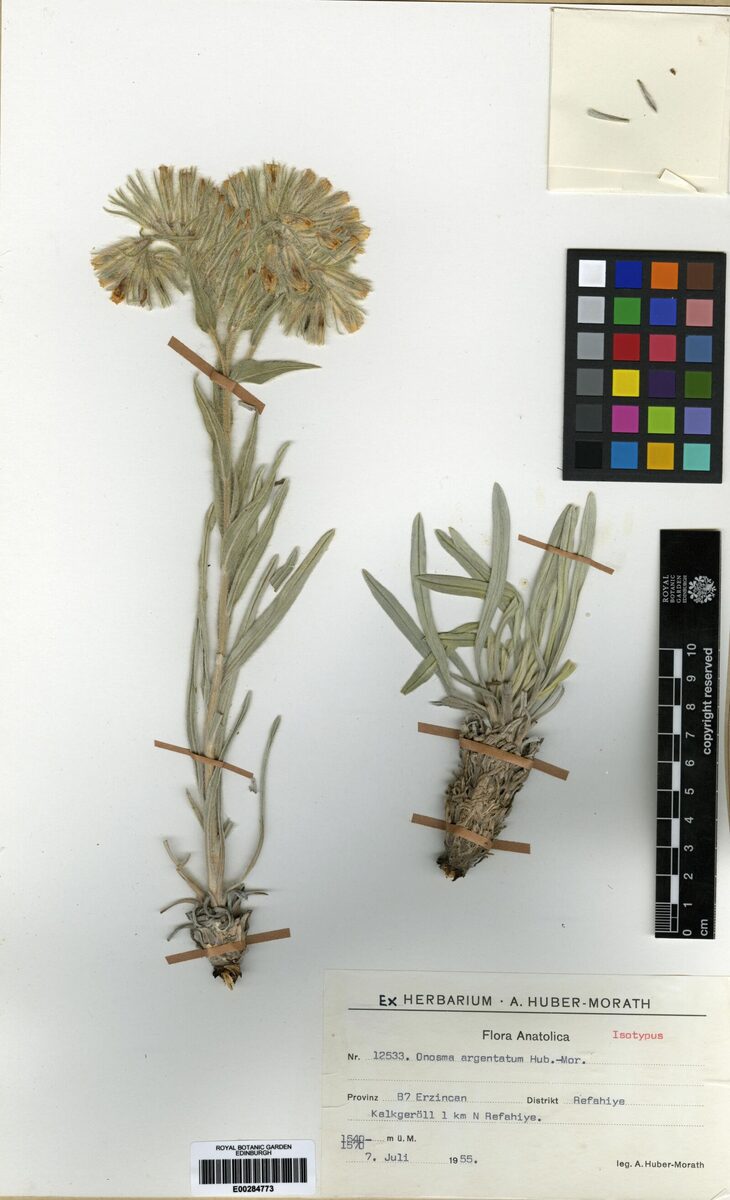 Onosma argentata