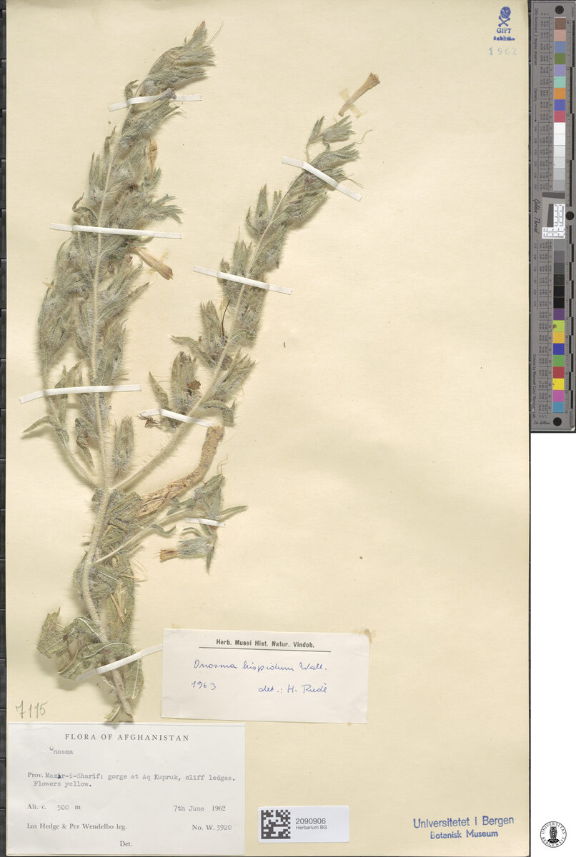 Onosma hispidum — photo