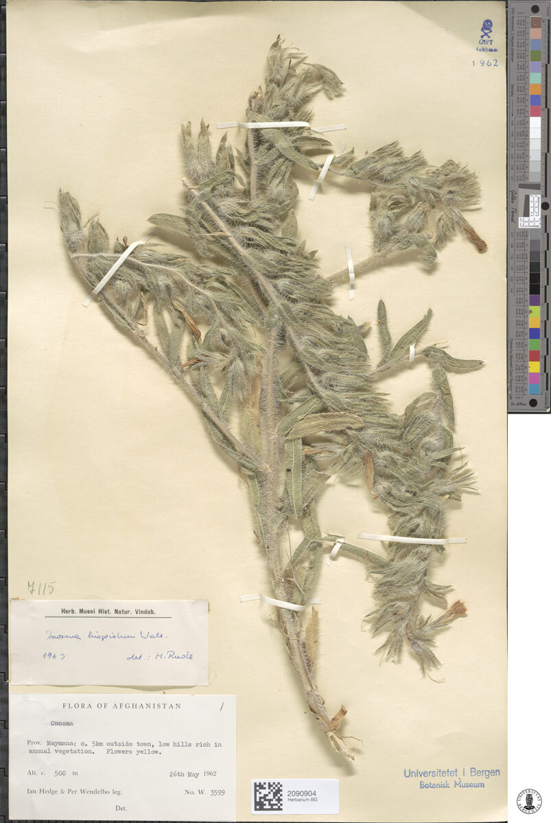 Onosma hispidum — photo