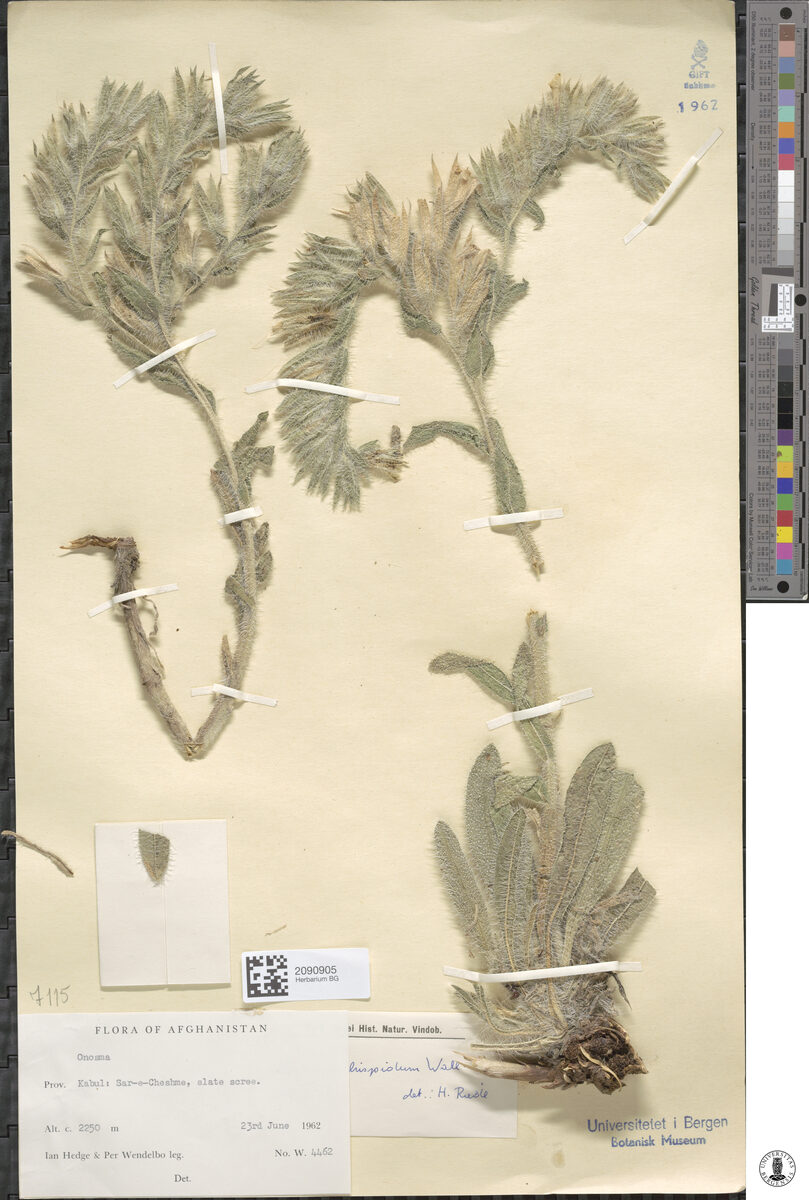 Onosma hispidum