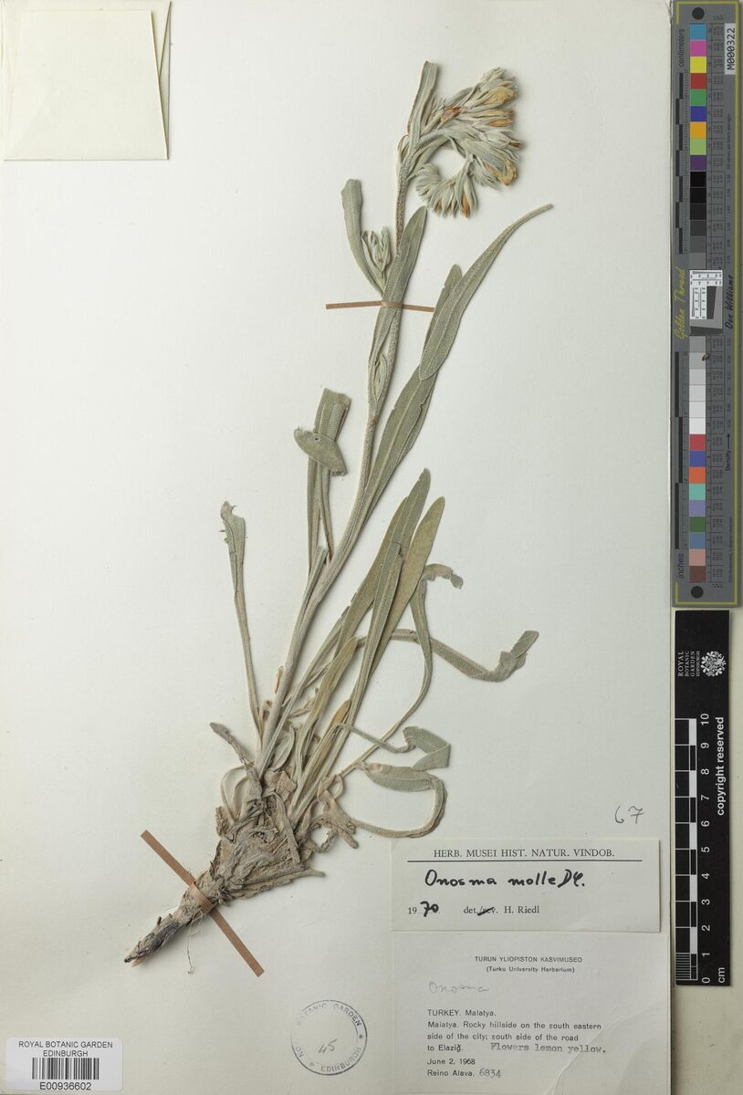 Onosma mollis — photo
