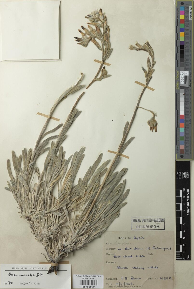 Onosma mollis — photo