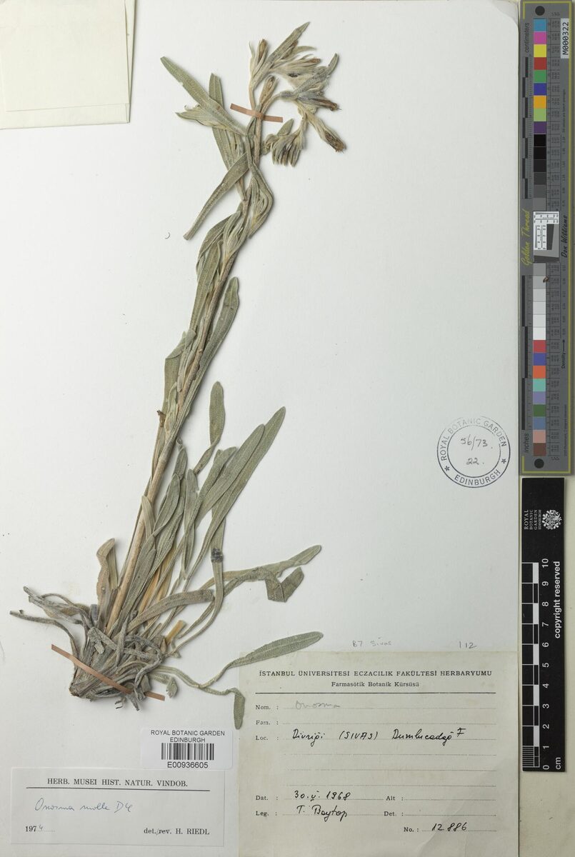 Onosma mollis
