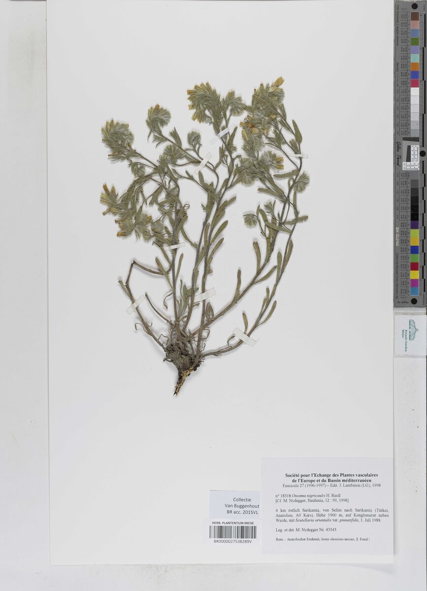 Onosma nigricaulis