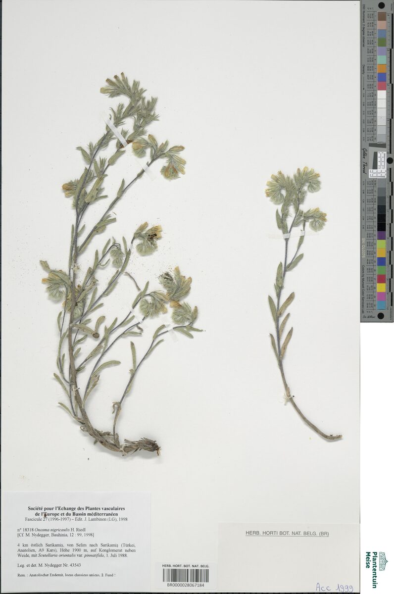 Onosma nigricaulis — photo
