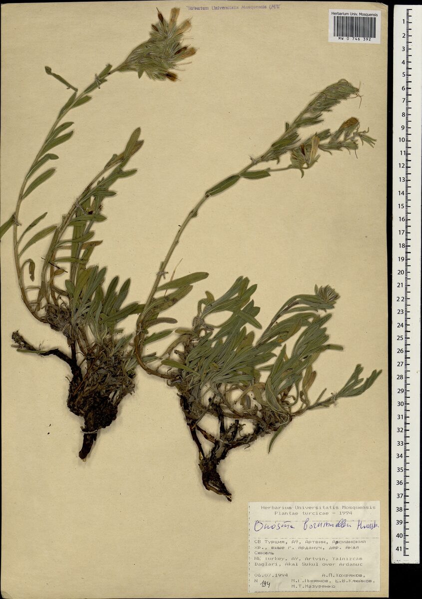 Onosma x bornmuelleri — photo