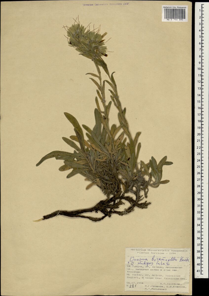 Onosma x bornmuelleri