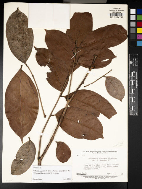 Ophiocaryon paradoxum (Snake-nut tree) — photo