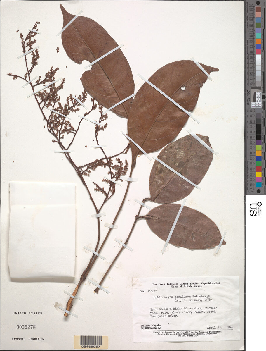 Ophiocaryon paradoxum (Snake-nut tree) — photo