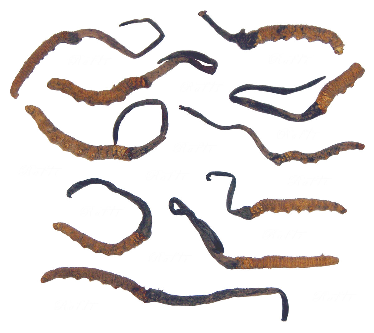 Ophiocordyceps sinensis — photo