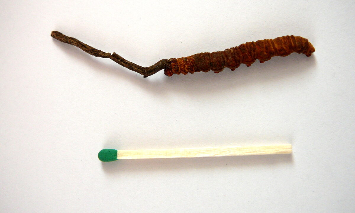 Ophiocordyceps sinensis — photo